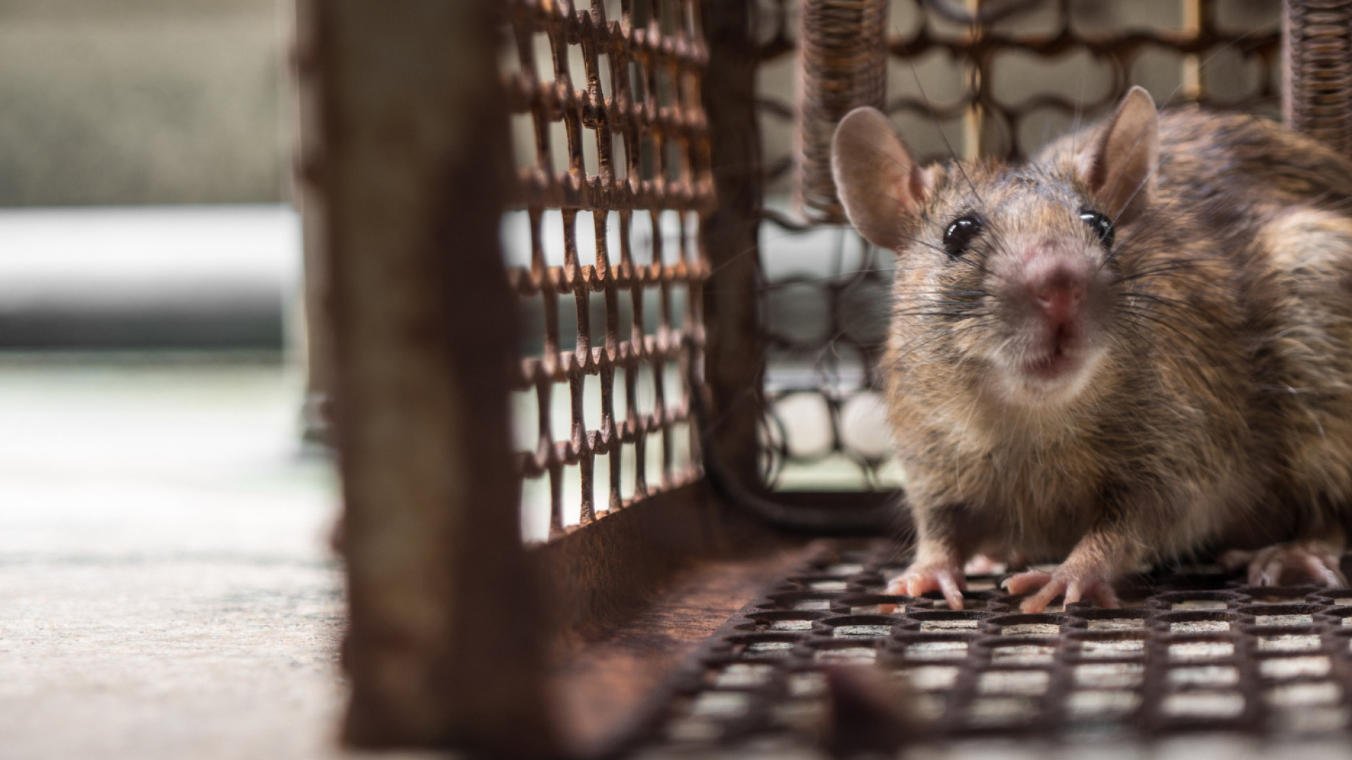 Comment gérer une infestation de rats au bureau ? Conseils et solutions !